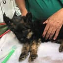 Five-week-old Truffle is being looked after by the RSPCA. Photo: RSPCA