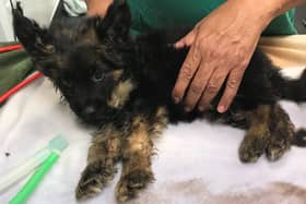 Five-week-old Truffle is being looked after by the RSPCA. Photo: RSPCA