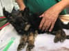 RSPCA investigating after five-week-old German shepherd puppy abandoned in Seven Kings Park dies