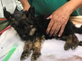 Five-week-old Truffle is being looked after by the RSPCA. Photo: RSPCA