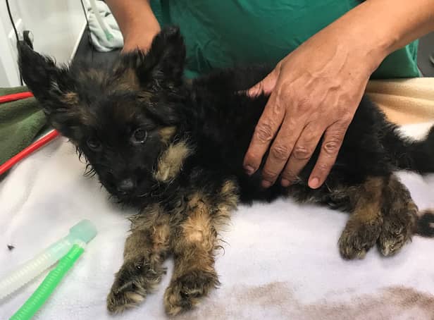 Five-week-old Truffle is being looked after by the RSPCA. Photo: RSPCA