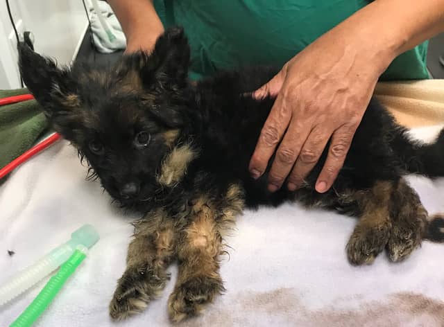 Five-week-old Truffle is being looked after by the RSPCA. Photo: RSPCA