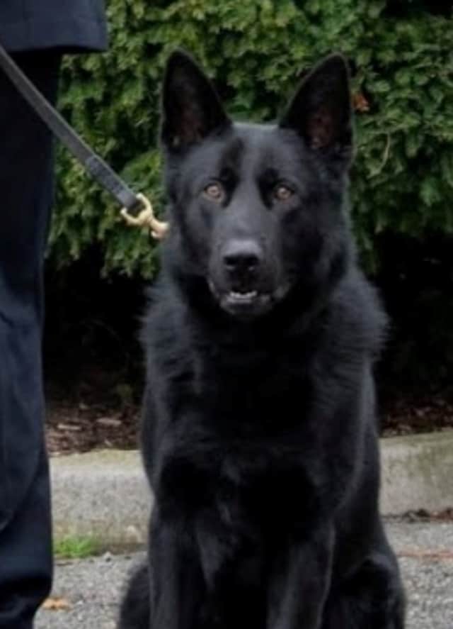 PC Elwood’s police dog (PD) Cruz. Credit: Metropolitan Police / SWNS.COM