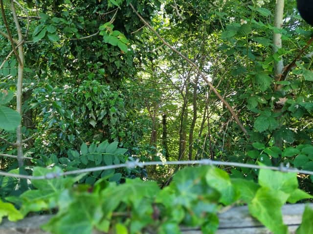 The wooded area at the back of the park. Photo: LW