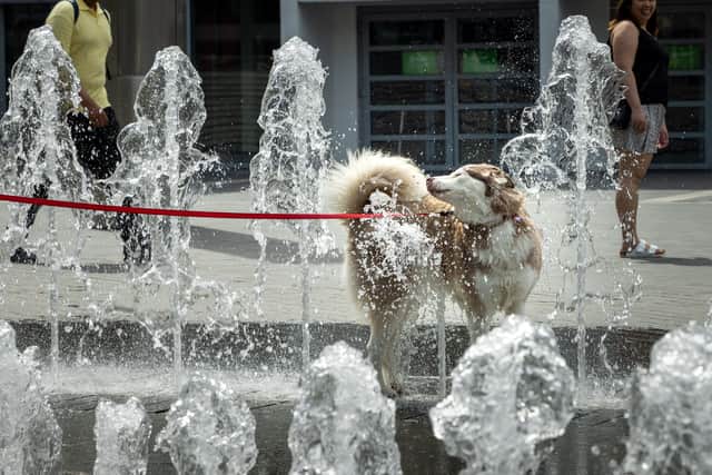 Dogs cool off in Wembley Park. Credit: Chris Winter