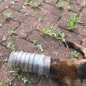The fox was discovered with its head trapped inside a plastic bottle on June 21. Photo: RSPCA 