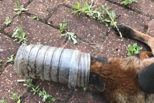 The fox was discovered with its head trapped inside a plastic bottle on June 21