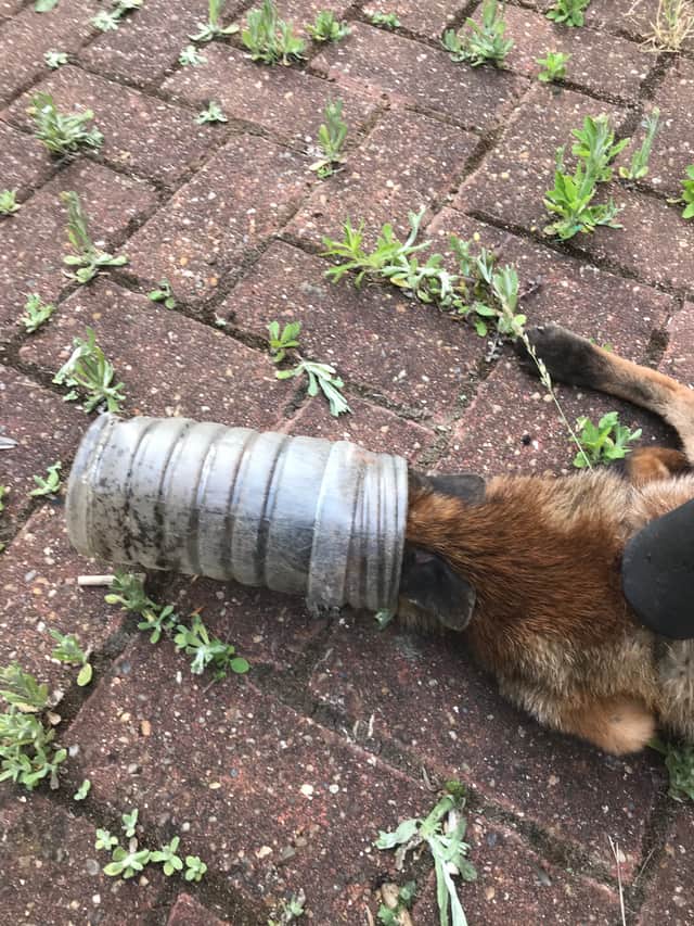 The fox was discovered with its head trapped inside a plastic bottle on June 21