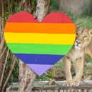 Lioness Arya investigates Pride heart at ZSL London Zoo