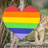 Lioness Arya investigates Pride heart at ZSL London Zoo