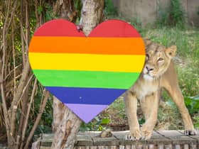 Lioness Arya investigates Pride heart at ZSL London Zoo