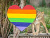 Pride 2022: London Zoo’s lions celebrate with rainbow heart