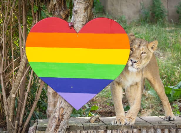 <p>Lioness Arya investigates Pride heart at ZSL London Zoo</p>