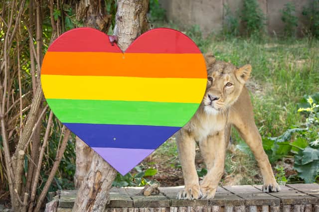 Lioness Arya investigates Pride heart at ZSL London Zoo