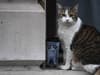 Who is Larry the Downing Street cat? Does he belong to Boris Johnson - and what happens when PM leaves No 10