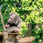 Western lowland gorilla Gernot enjoys an ice lolly during the heatwave in London. Photo: ZSL London Zoo