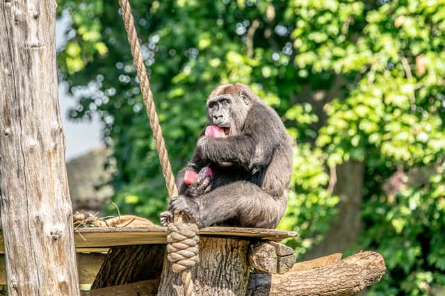 Western lowland gorilla Gernot enjoys an ice lolly during the heatwave in London. Photo: ZSL London Zoo
