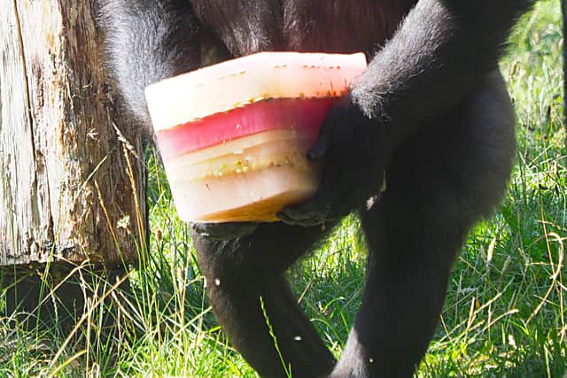 Western lowland gorilla Mjukuu enjoying an ice lolly during the heatwave. Photo: ZSL London Zoo
