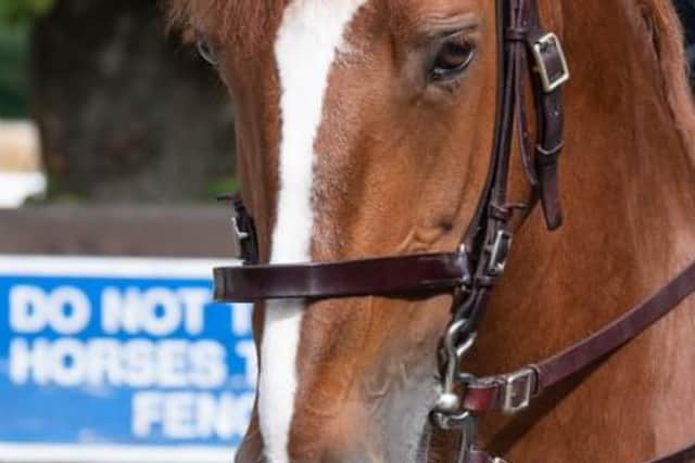 Police Horse Sandown sadly died after collapsing while on duty at the carnival on Sunday.
