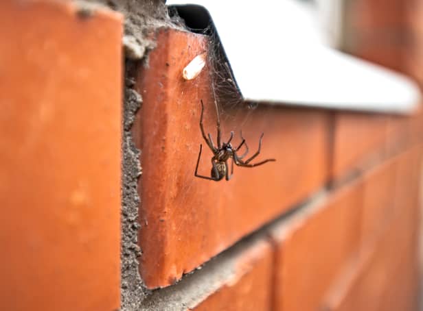 <p>Spider season is here  but is it okay to remove spiders from your home and put them outside?</p>