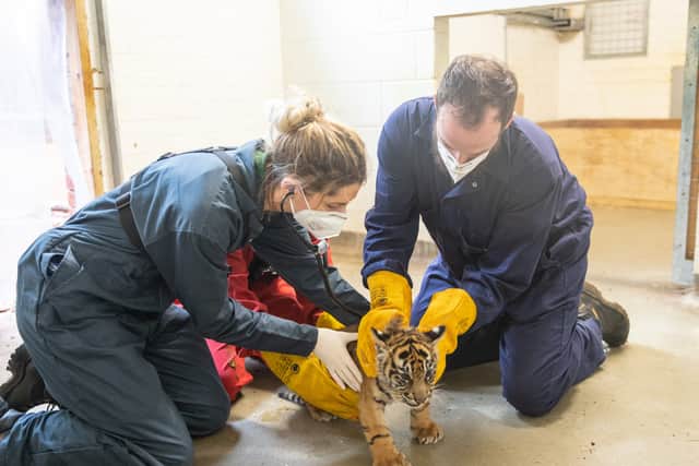 Sumatran tiger cub health checks at London Zoo. Credit: ZSL London Zoo