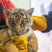 Sumatran tiger cubs receive health check. Credit: ZSL London Zoo 