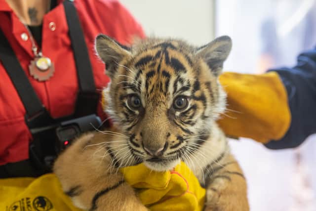 Sumatran tiger cubs receive health check. Credit: ZSL London Zoo 