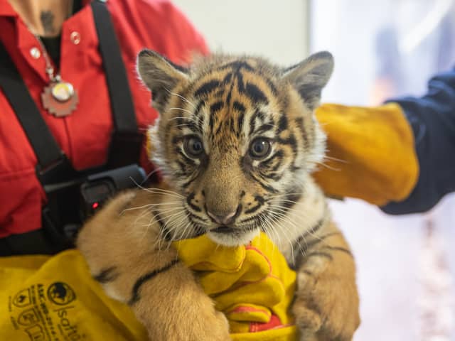 Sumatran tiger cubs receive health check. Credit: ZSL London Zoo 