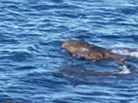 Holidaymaker Sarah Craven believes she saw two crocodiles off the coast of Yorkshire - this is a still image taken from the video shared on Facebook.
