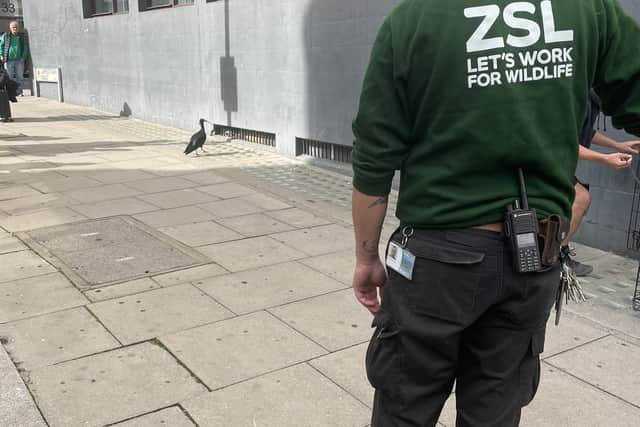 Reports of the Northern bald ibis first emerged on social media at lunchtime on Monday. Photo: Stu Mather / SWNS