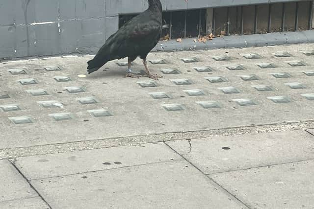 A Northern bald ibis on Jamestown Road, London. Photo: Stu Mather / SWNS