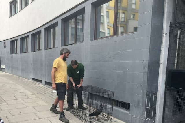 A bird has been safely returned to ZSL London Zoo after it escaped. Photo: Stu Mather / SWNS