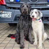  Meet Peggy and Koli, London Fire Brigade’s new wellbeing dogs