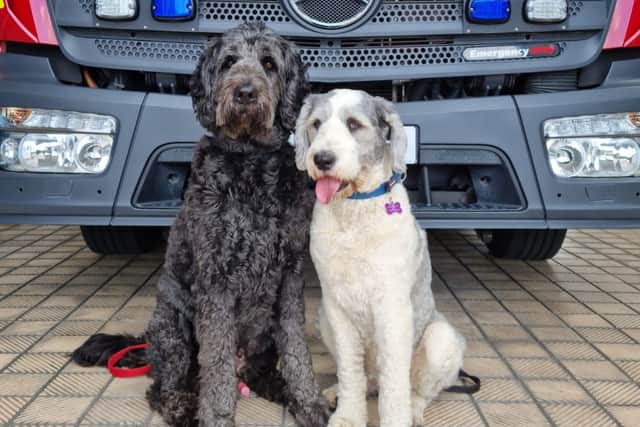 Meet Peggy and Koli, London Fire Brigade’s new wellbeing dogs