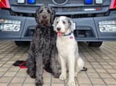  Meet Peggy and Koli, London Fire Brigade’s new wellbeing dogs