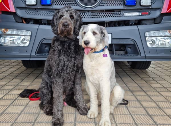  Meet Peggy and Koli, London Fire Brigade’s new wellbeing dogs