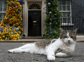 Larry the cat 1-0 Fox: Larry scraps with fox twice his size outside 10 Downing Street and it’s all on video 