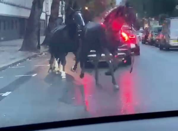 Screen grabs showing the bizarre moment three horses galloped through traffic - in the middle of London. 