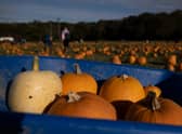 Pumpkins sit in a wheelbarrow at Tulleys farm in Crawley, England.