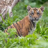 ZSL London Zoo has announced the names of three tiger cubs born at the conservation zoo in June – Inca, Zac and Crispin.  