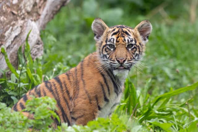 ZSL London Zoo has announced the names of three tiger cubs born at the conservation zoo in June – Inca, Zac and Crispin.  