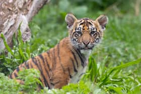 ZSL London Zoo has announced the names of three tiger cubs born at the conservation zoo in June – Inca, Zac and Crispin.  