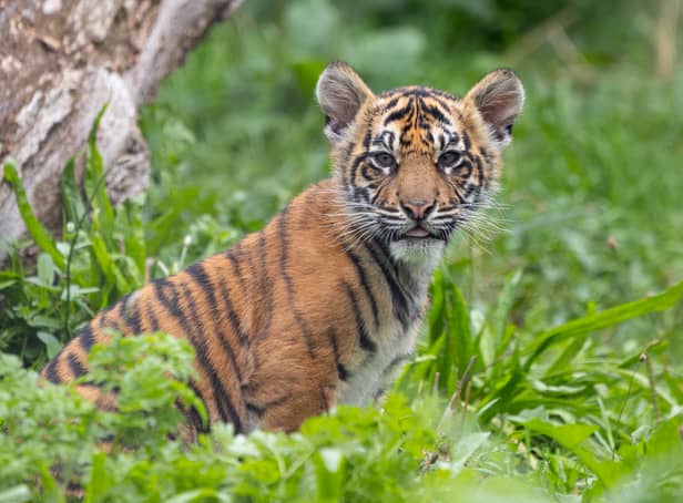<p>ZSL London Zoo has announced the names of three tiger cubs born at the conservation zoo in June – Inca, Zac and Crispin.  </p>