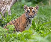 ZSL London Zoo has announced the names of three tiger cubs born at the conservation zoo in June – Inca, Zac and Crispin.  