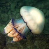 Two divers spotted a human-sized barrel jellyfish off the coast of Cornwall.