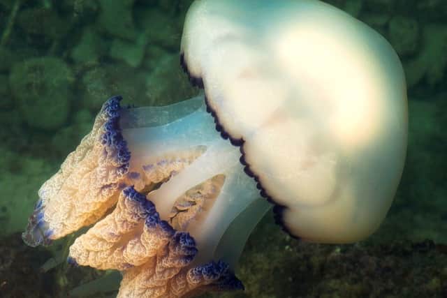 Two divers spotted a human-sized barrel jellyfish off the coast of Cornwall.