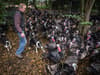 Farmer warns of Christmas turkey shortage in UK as industry is ‘absolutely hammered’ by avian flu