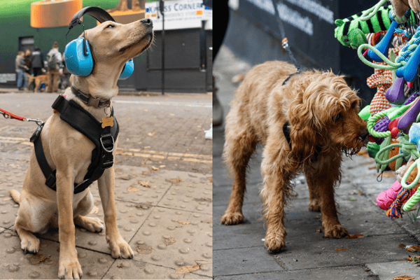 Dogs are being offered free noise cancelling headphones and chew toys. Photo: Skoda