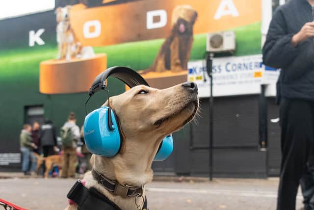 Skoda are giving away free noise cancelling headphones for dogs. Photo: Skoda