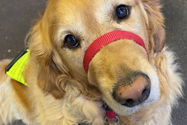 Tudor wearing his Guide Dogs lead. Photo: Guide Dogs